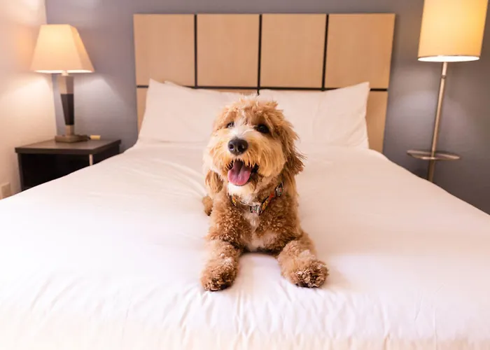 Pet Friendly hotel: Sonesta Simply Suites Cleveland North Olmsted Airport